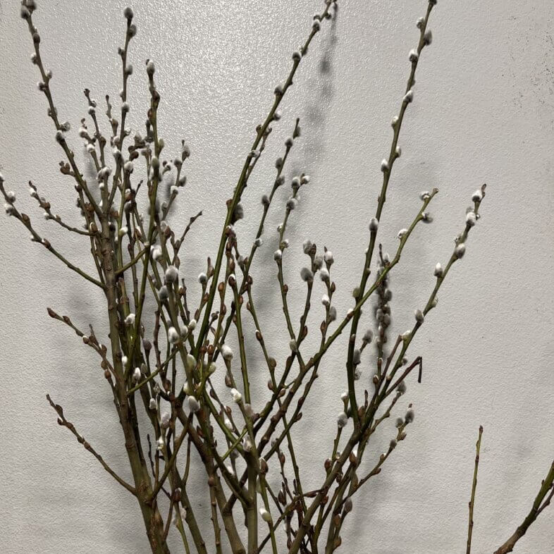 Pussy Willow French Medium