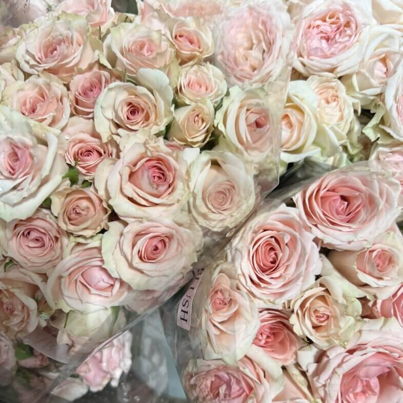 Star Blush Spray Roses
