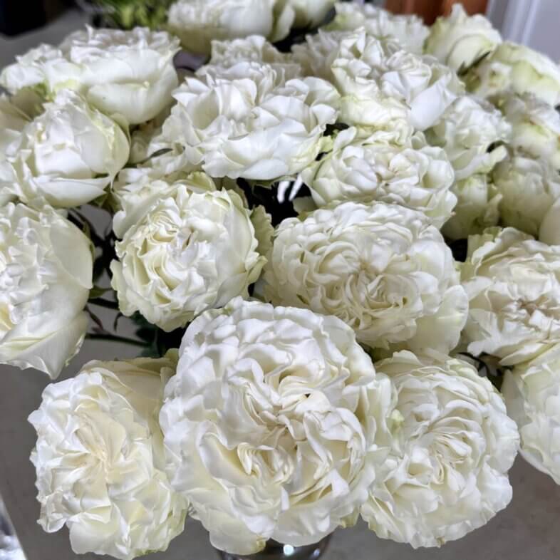 close-up of wholesale white Dreamer Garden Spray Roses