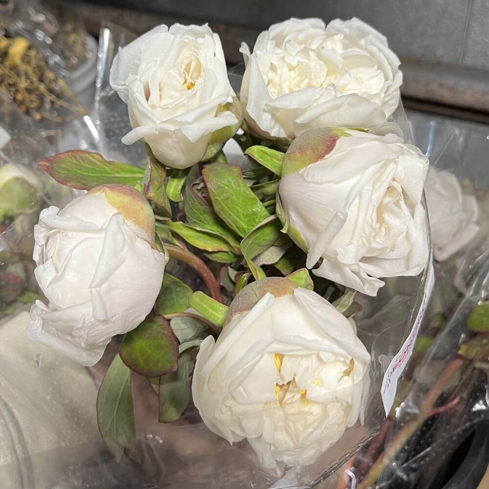 close-up wholesale White Tree peony bunch