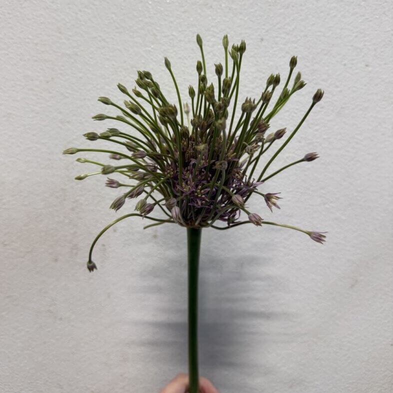 Allium Schubertii