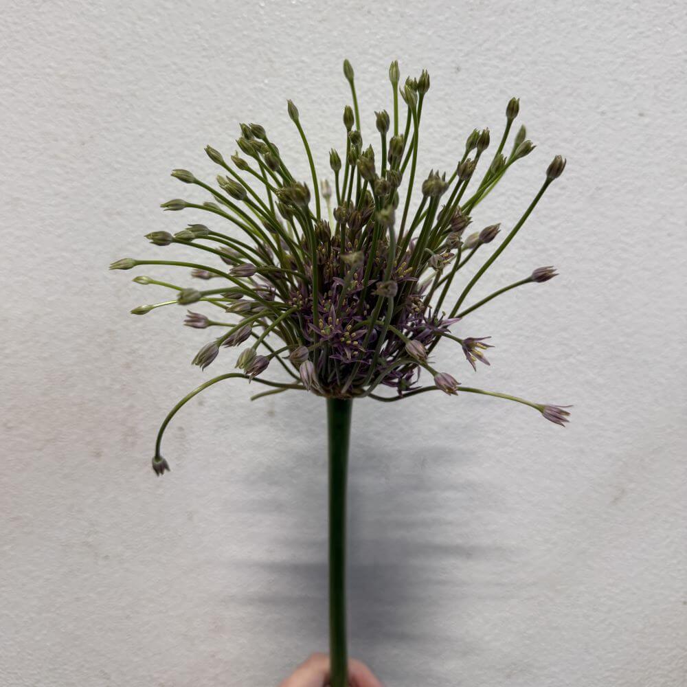 Allium Schubertii