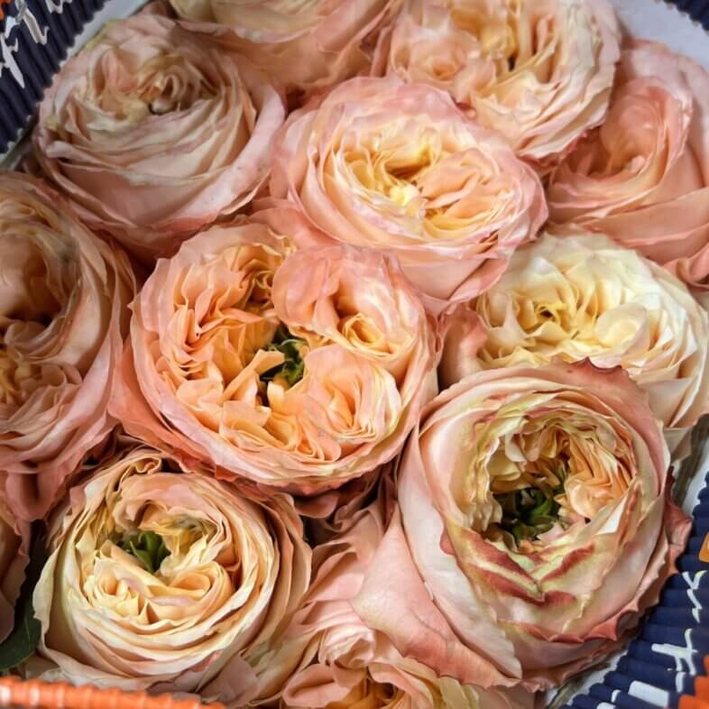 Melon X-pression roses