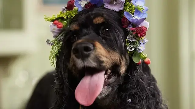 dog in DIY wedding flower crown