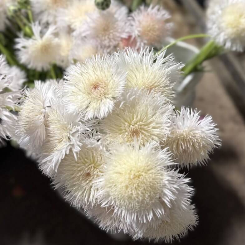 Centuria Basket Flower white