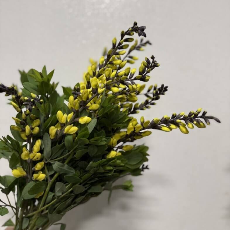 Lupine yellow