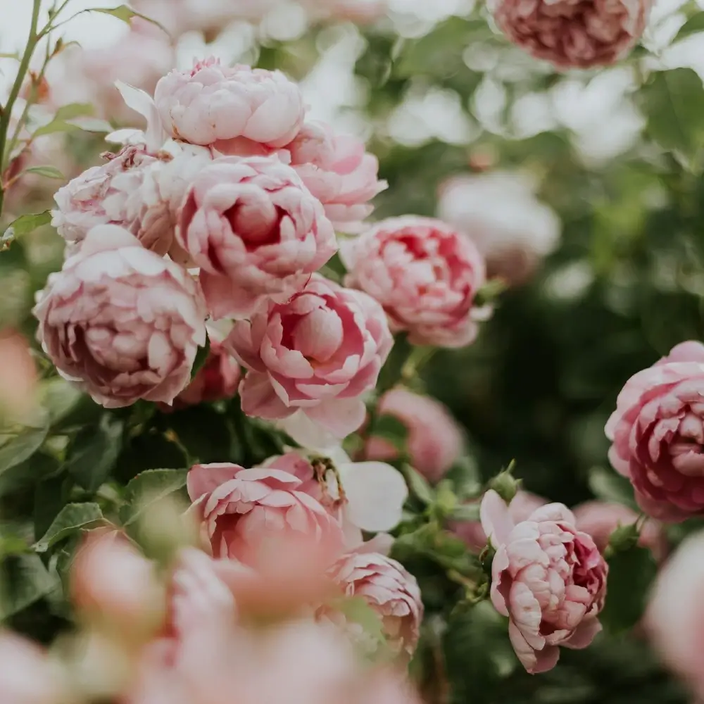 Cluster of soft pink peonies in full bloom surrounded by lush green leaves, captured with a shallow depth of field for a dreamy, natural look