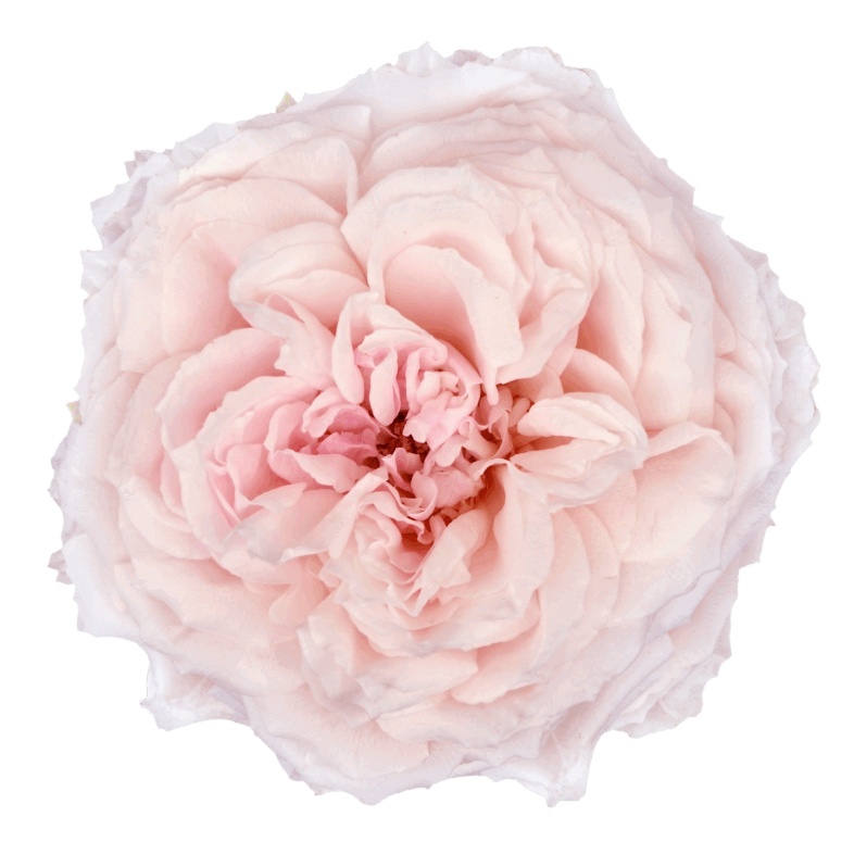 Wabara Tsumugi Garden Roses