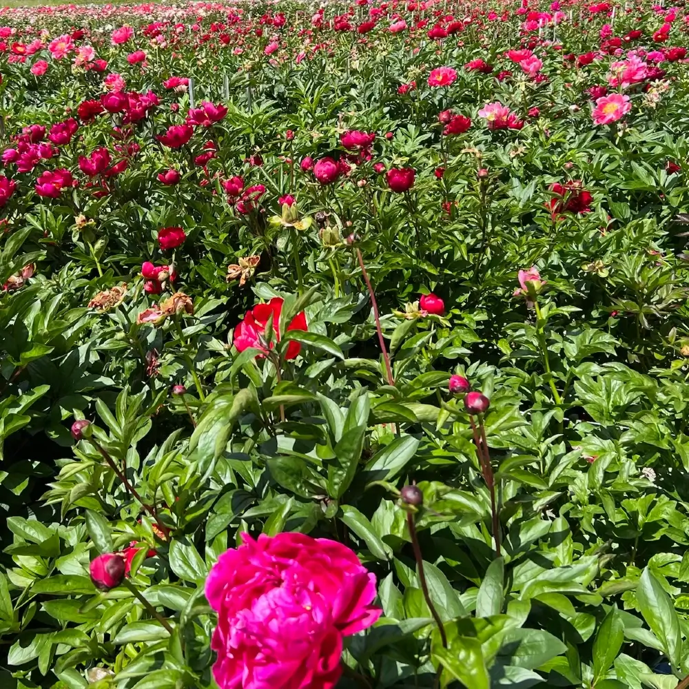 Field of vibrant red and hot pink peonies in full bloom on a sunny day at a commercial peony farm