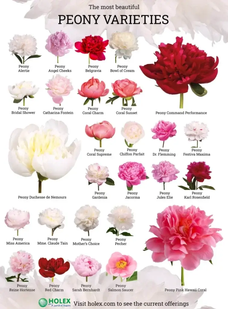 Poster of Peony Varieties