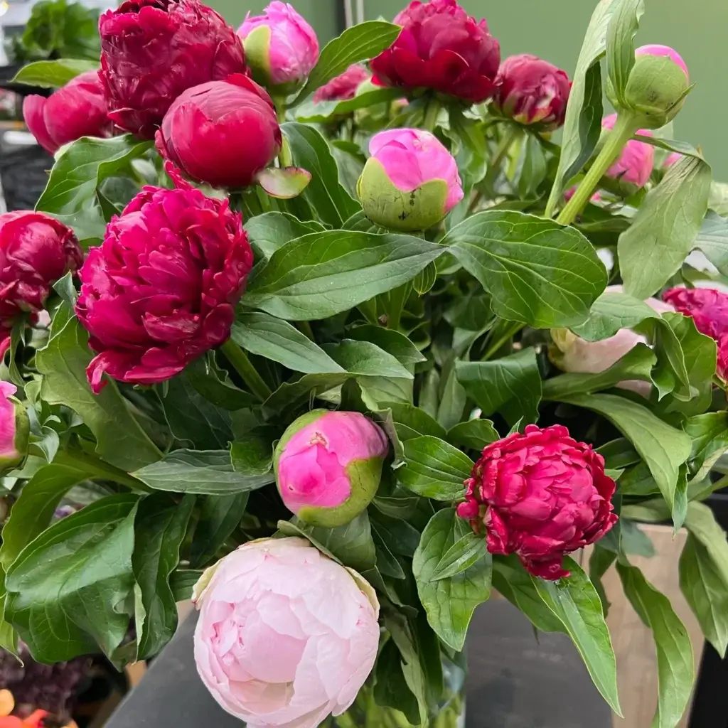 Monochromatic DIY flower arrangement featuring pink peonies in varying shades, styled on a white tabletop with a casual garden feel.