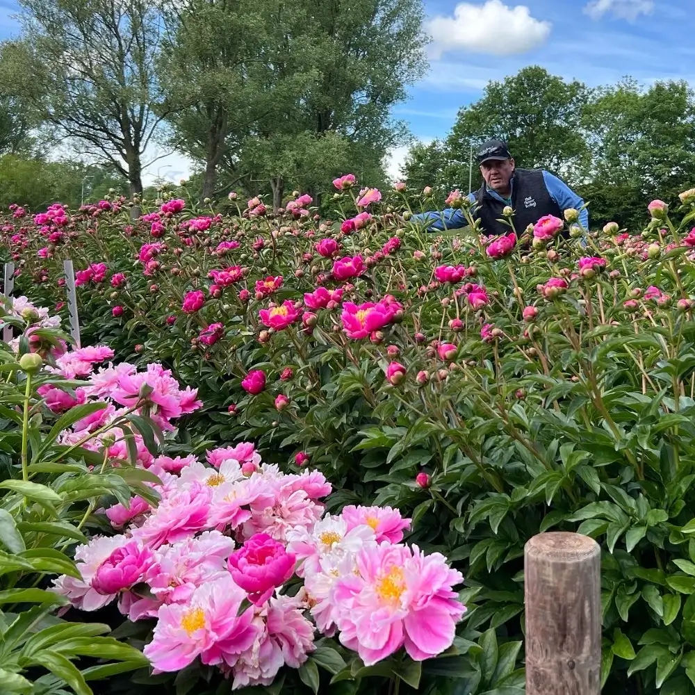 Man standing among rows of blooming pink peonies at a flower farm with green trees and blue sky in the background