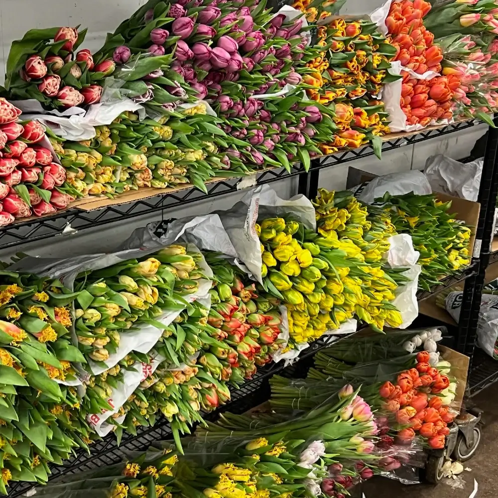 Bundles of wholesale tulips sorted by color and variety on storage racks