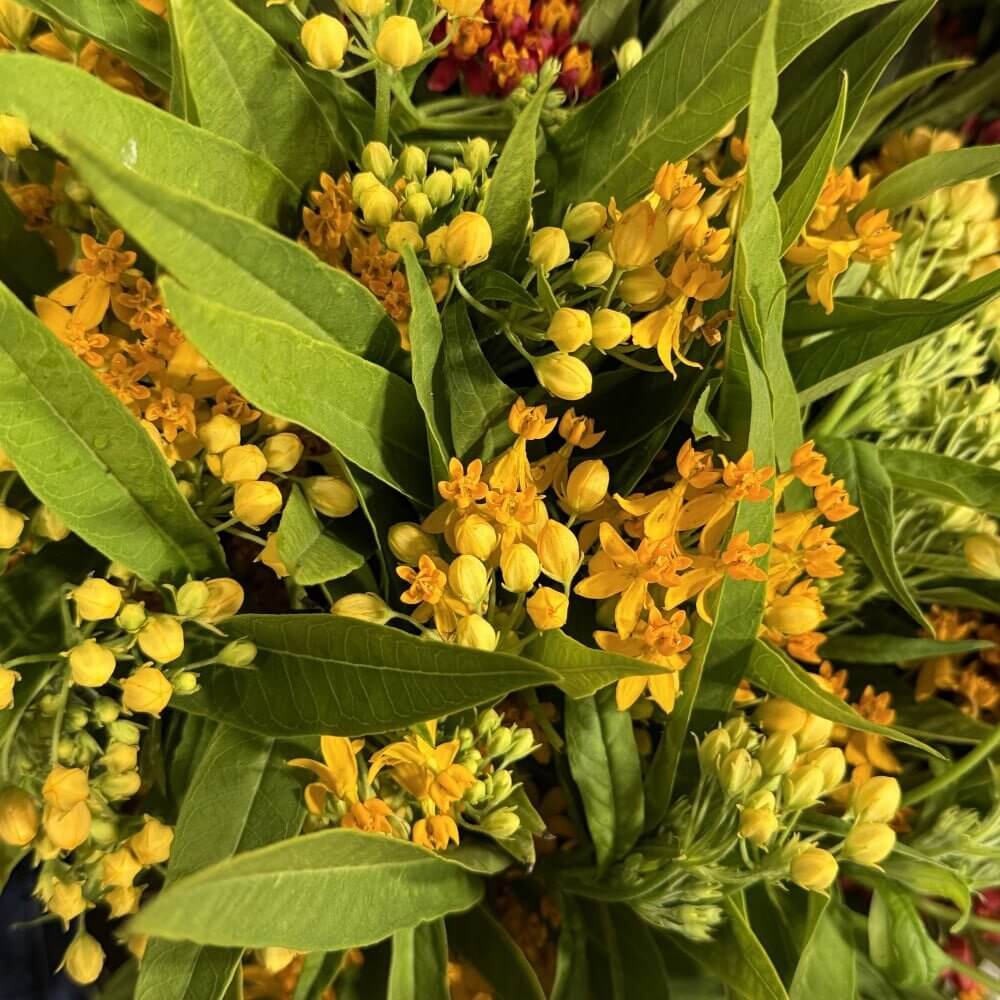 Asclepia yellow