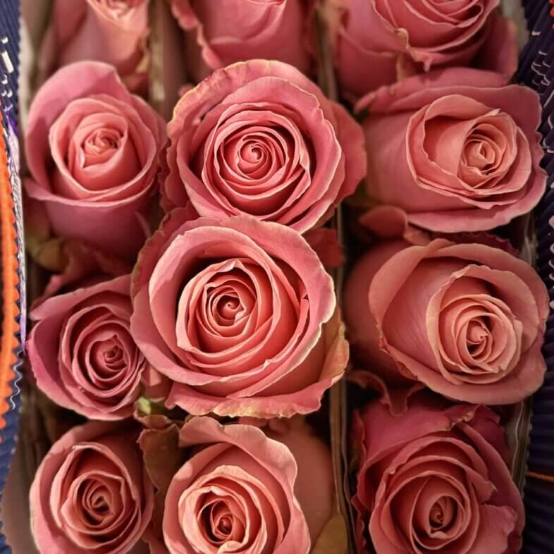 Hermosa Roses