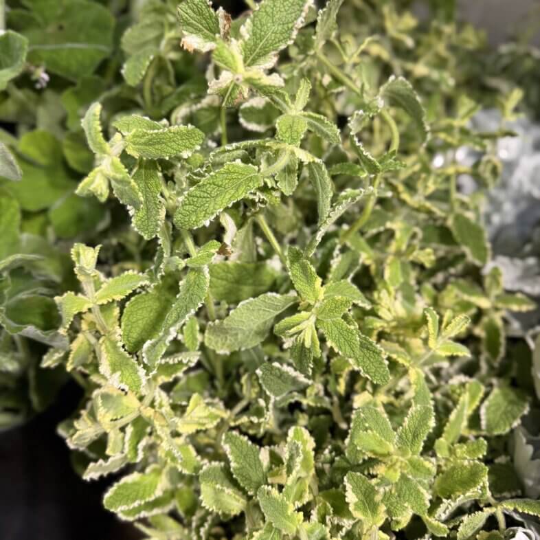 Mint variegated