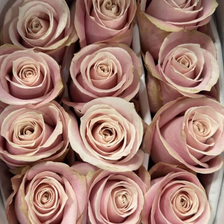 Pinky Promise Roses