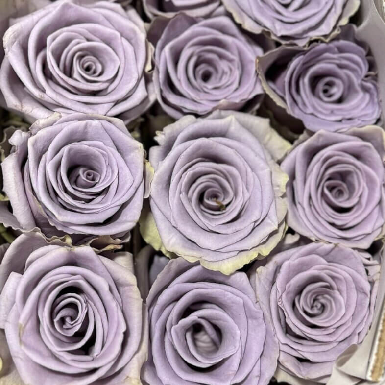 Shocking Blue roses