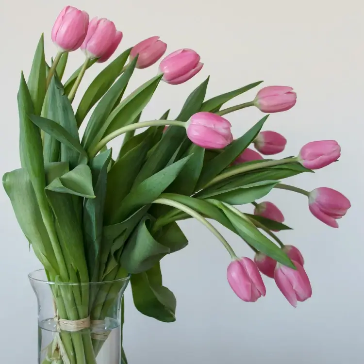 Clear vase of pink tulips arranged as a single-flower bouquet on a light table