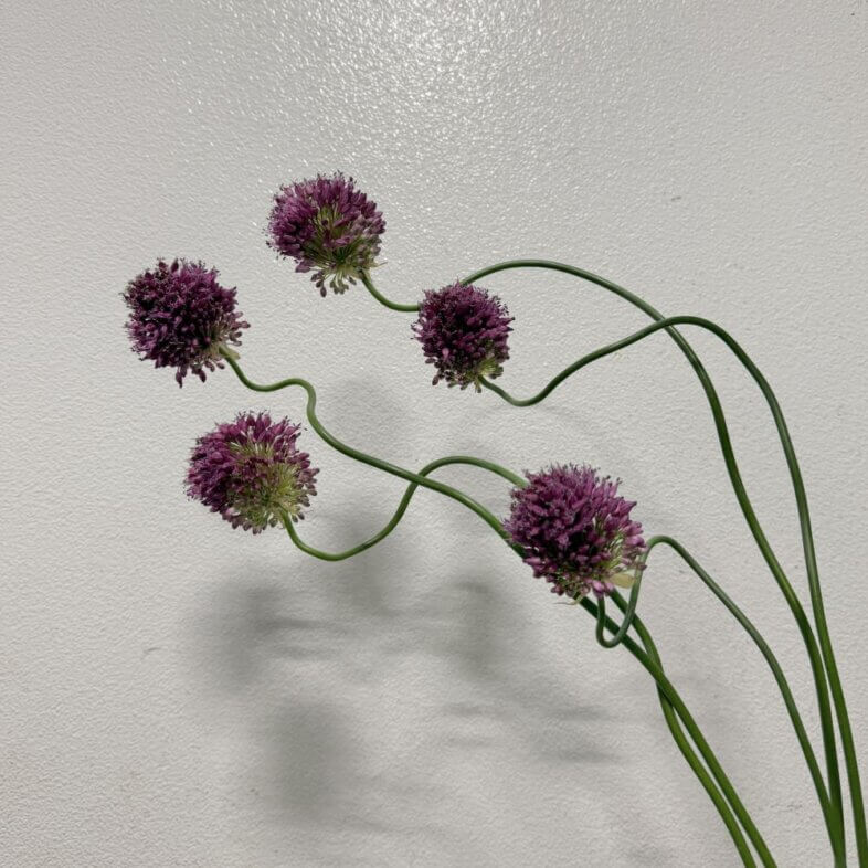 Allium Dancing Tangho