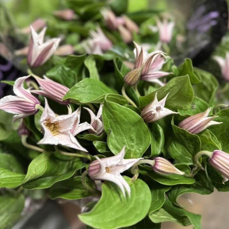 Clematis blush