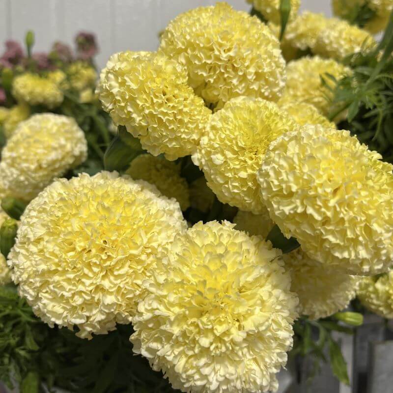 Marigold White