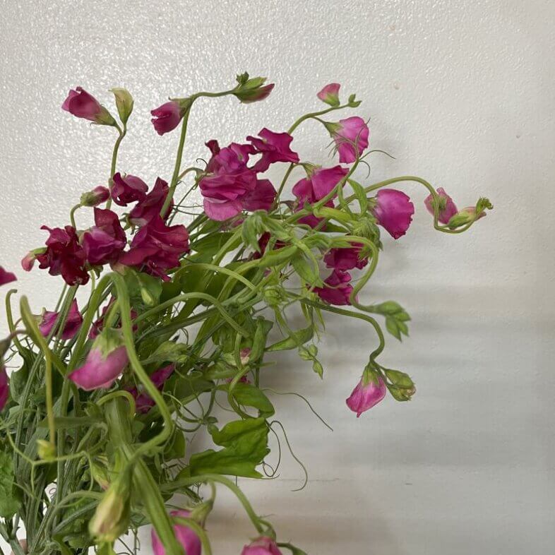 Sweet Pea Vine hot pink