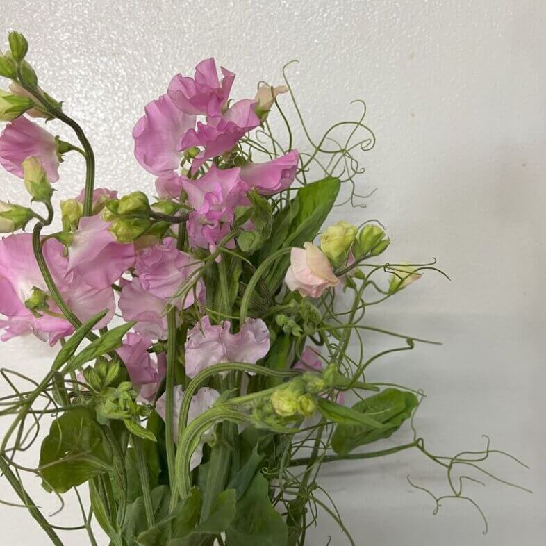 Sweet Pea Vine light pink