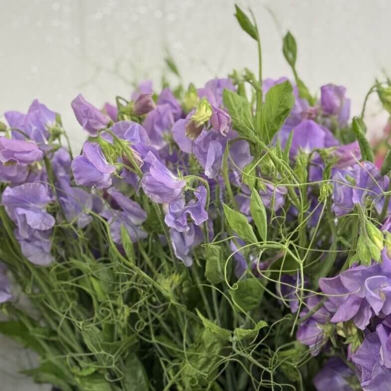 Sweet Pea vine lavender
