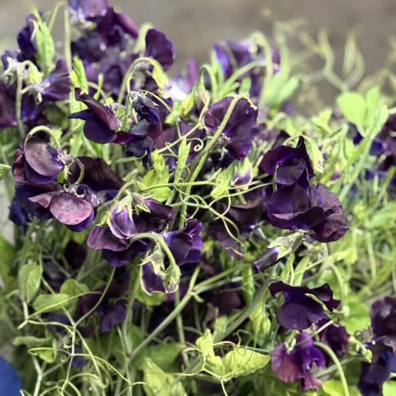Sweet Pea vine purple