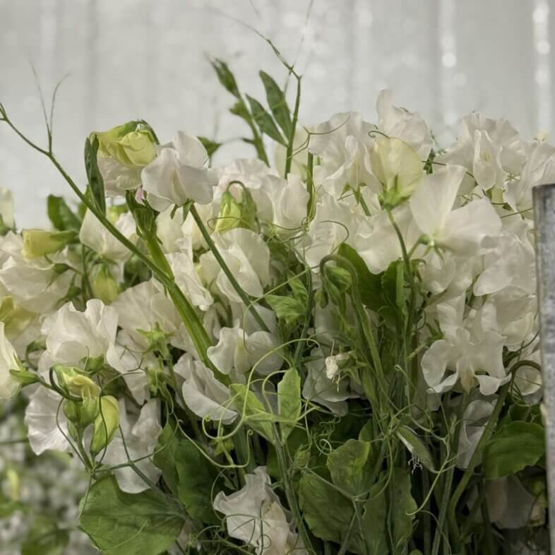 Sweet Pea vine white