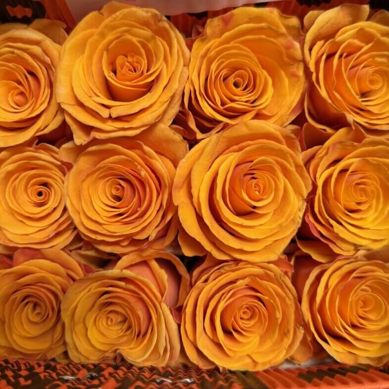 Tycoon roses