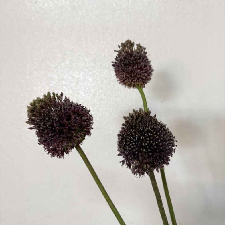 Allium Forelock