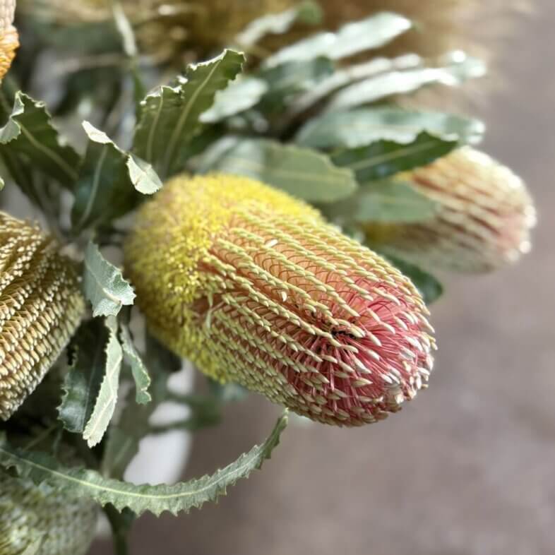 Banksia pink