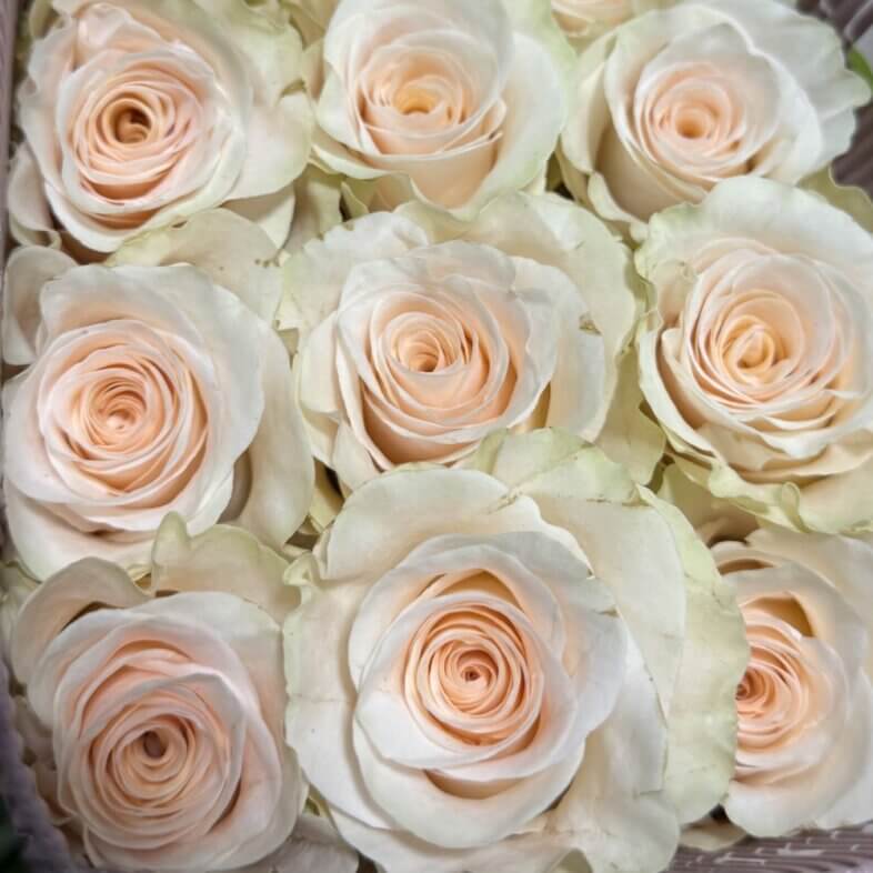 Fancy Dreams roses