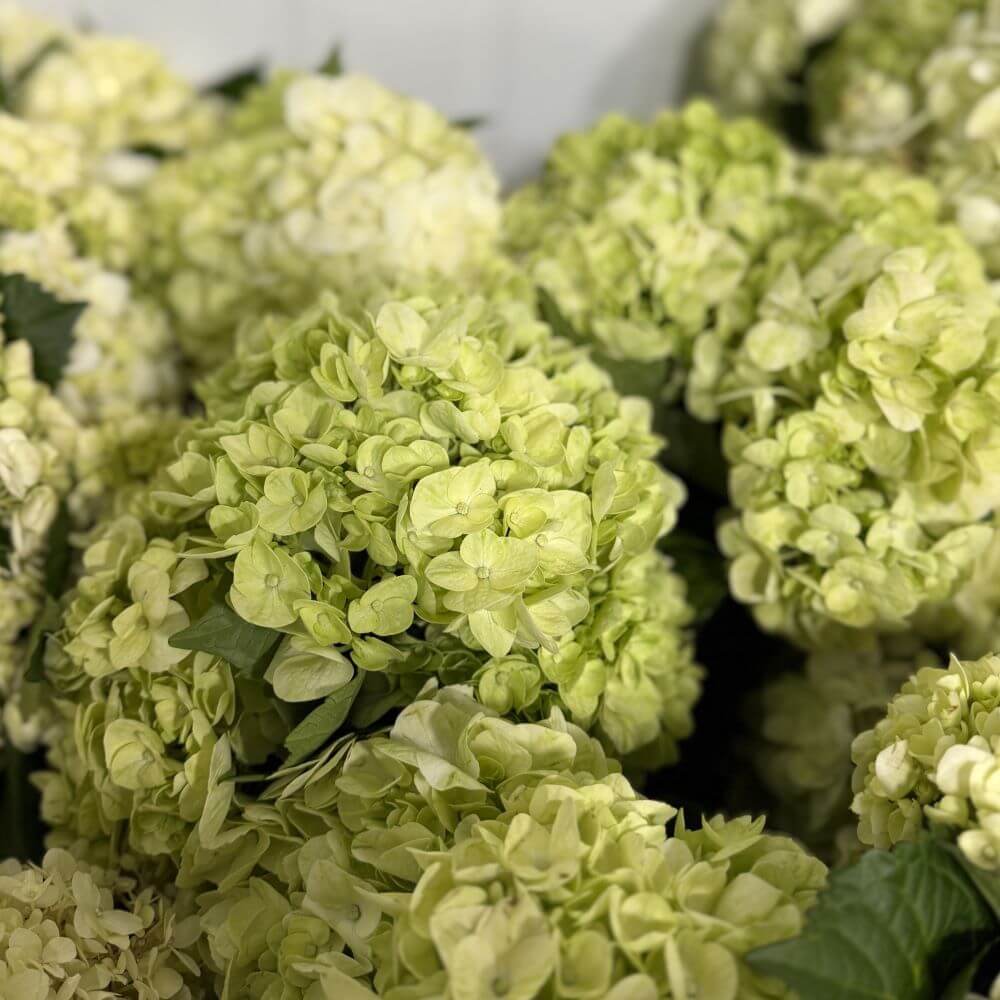 Hydrangea medium lime green