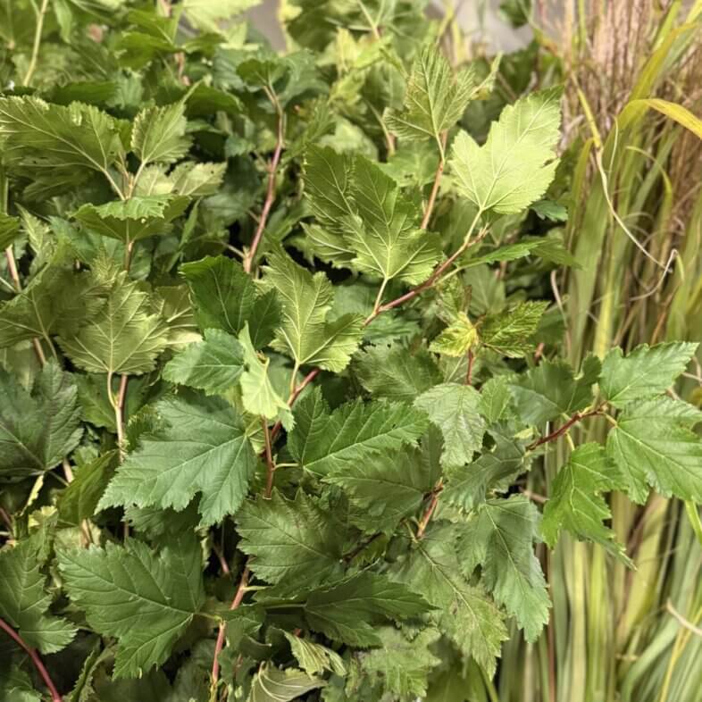 Ninebark green