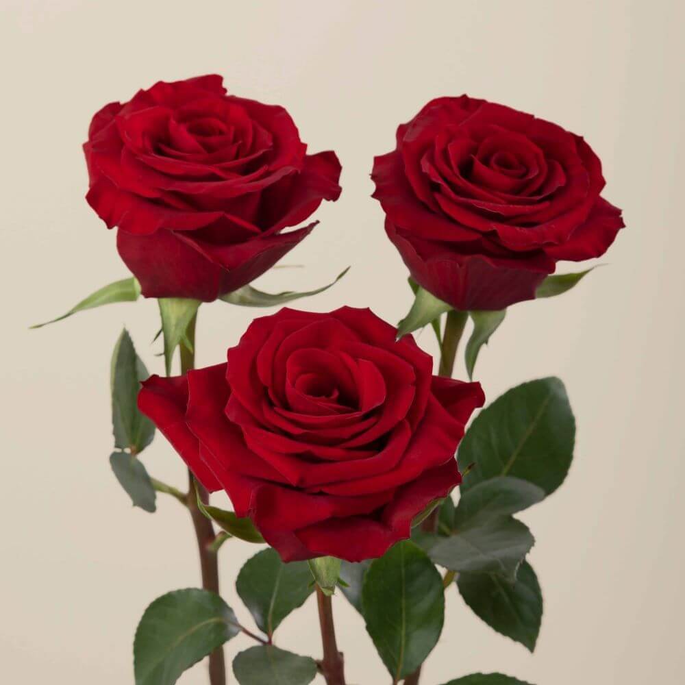 Redvolution Roses