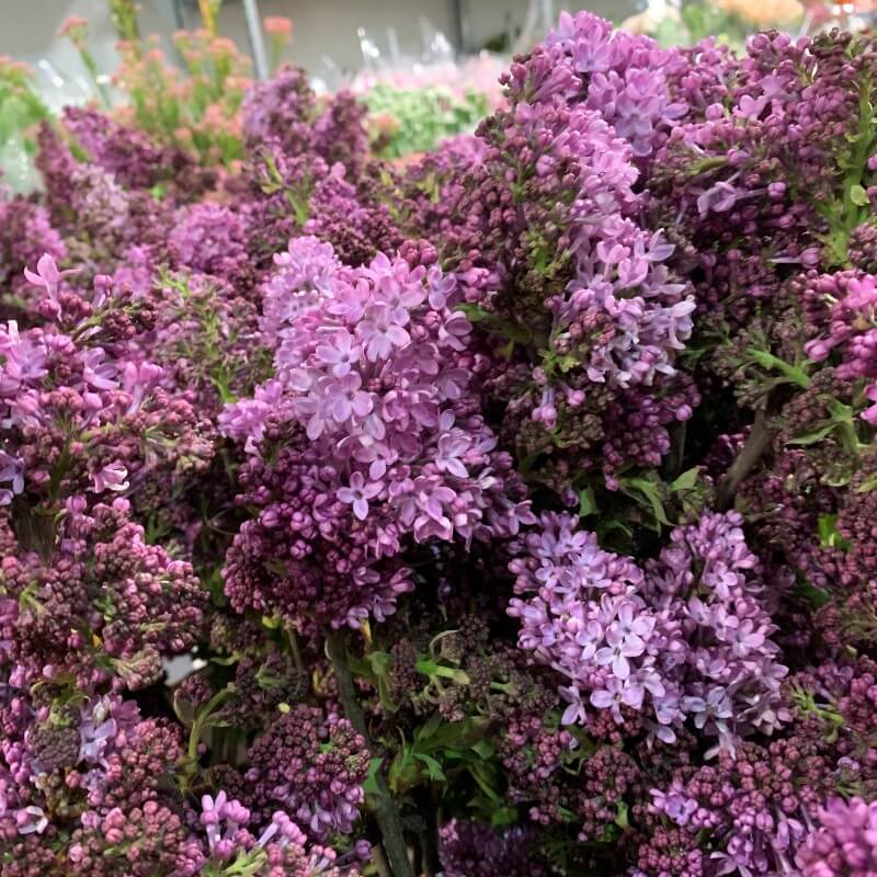 Lilac CA Lavender