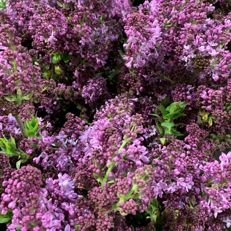 Lilac CA Lavender