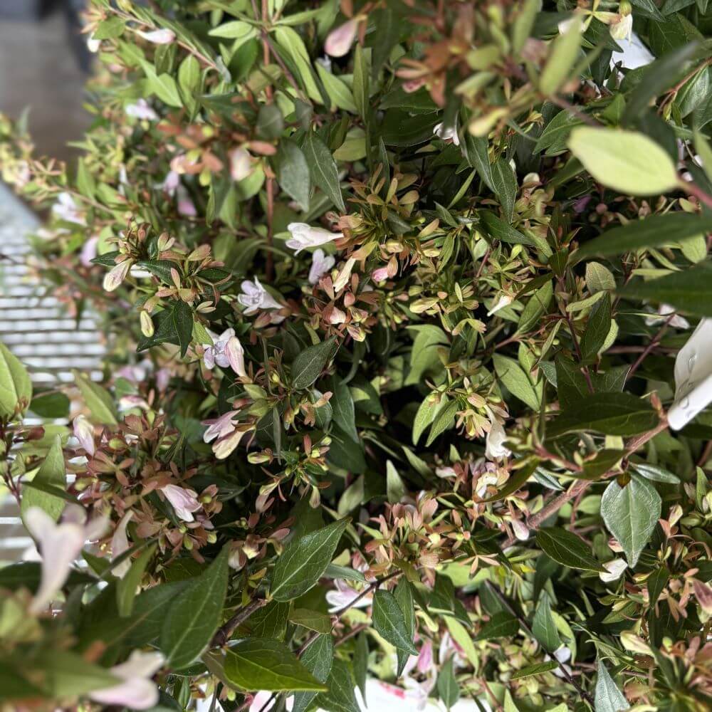 Abelia Grandiflora