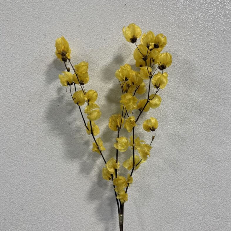 Bougainvillea Dried Yellow