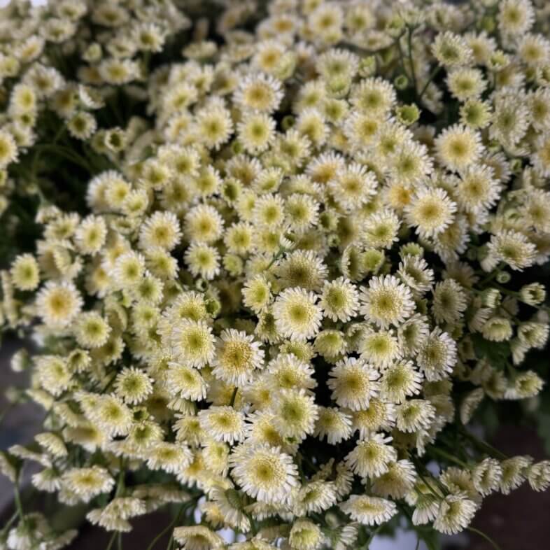 Feverfew Orinoco cream