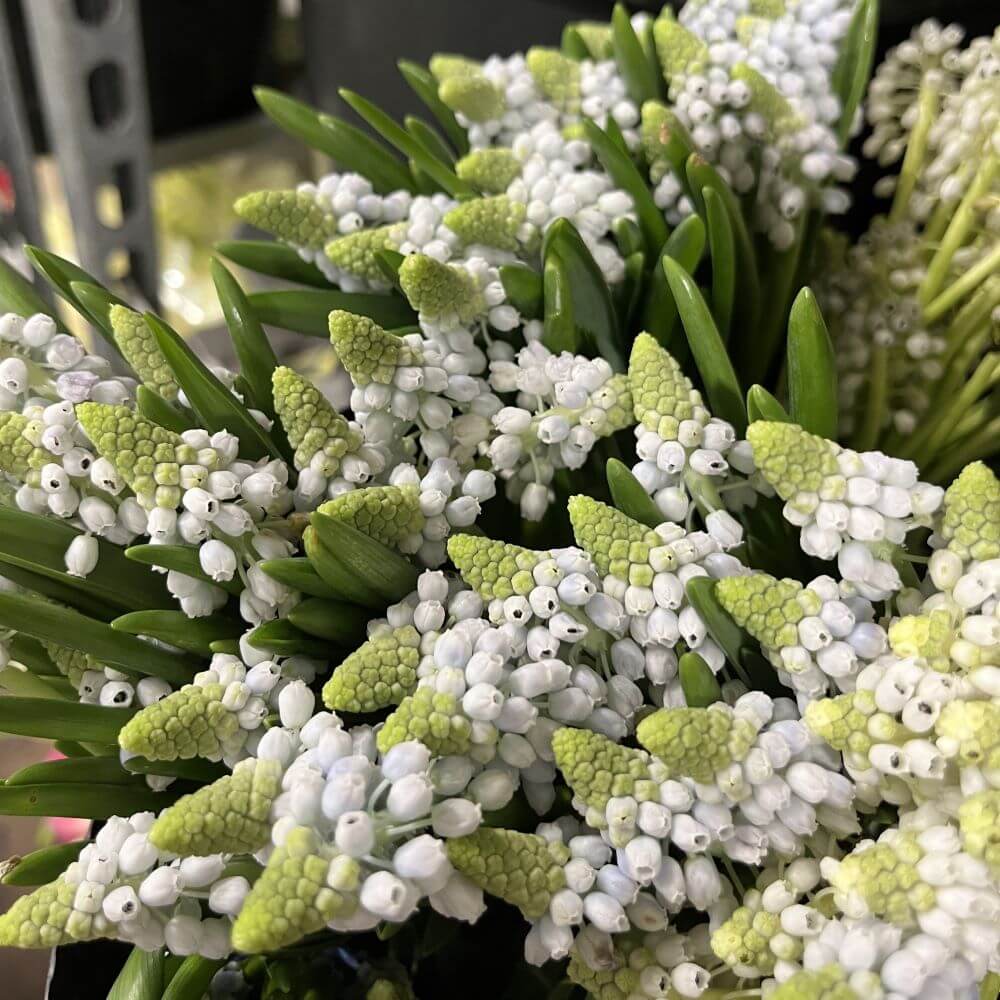 Hyacinth Muscari gray light blue
