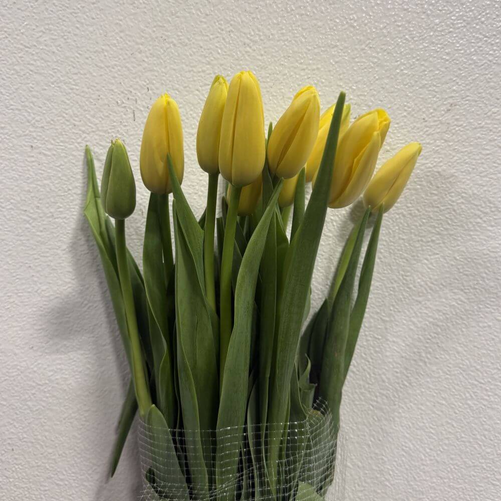 Yellow French Tulip