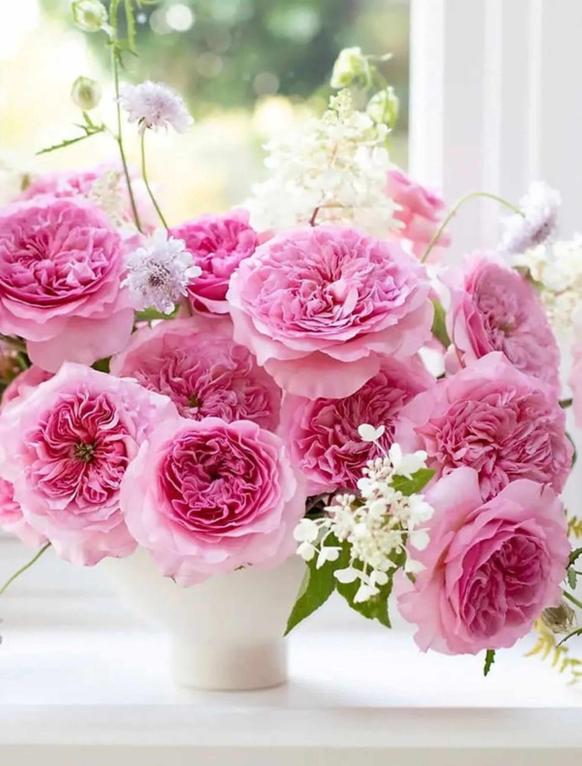David Austin Millicent Rose - Image 3
