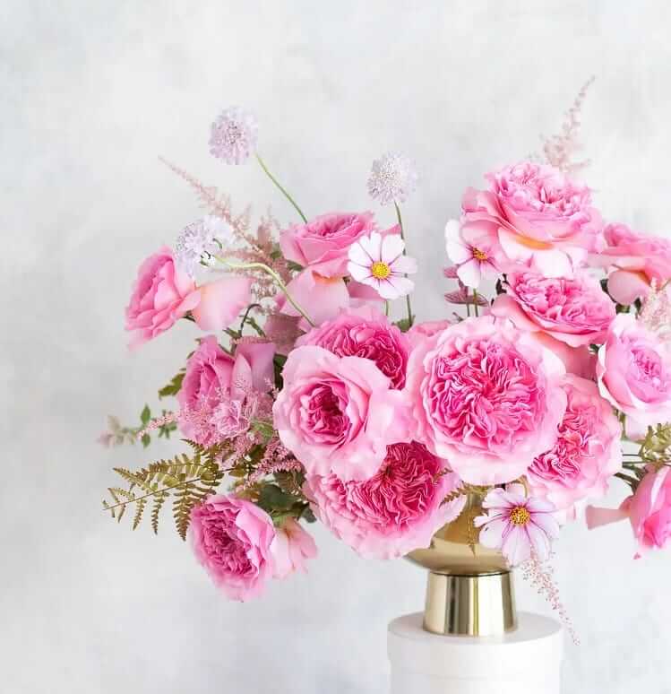 David Austin Millicent Rose - Image 2