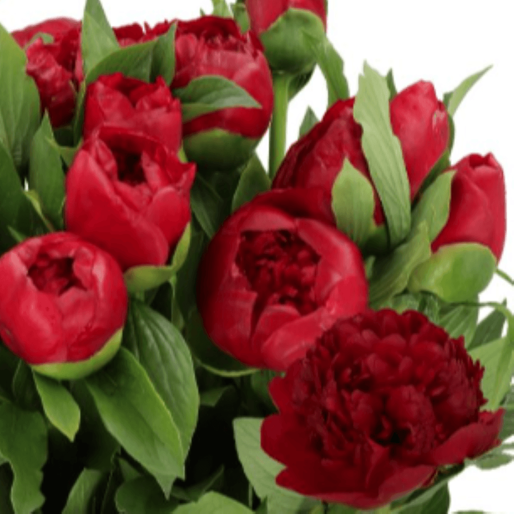 Peony Christmas Velvet