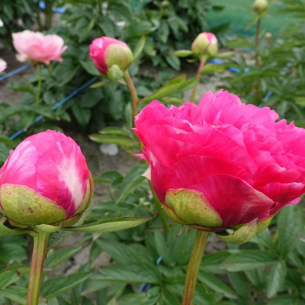 Peony Cytherea
