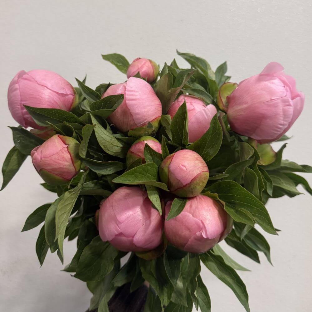 Peony Etched Salmon